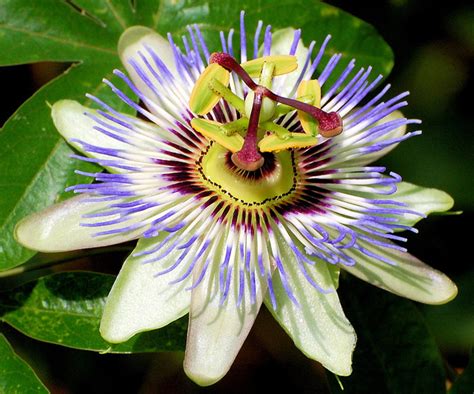 Blue Passion Flower 35 Seeds -Passiflora caerulea - Hirt's Gardens