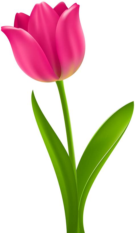 Tulips clipart, Tulips Transparent FREE for download on WebStockReview 2020