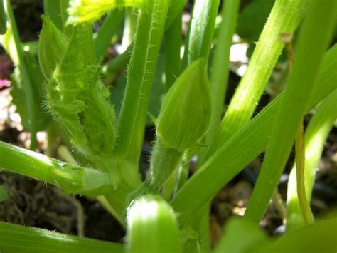 Mastering Horticulture: The Imperfect Cucurbita Flowers