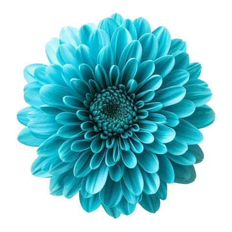 Premium PSD | Turquoise chrysanthemum flower