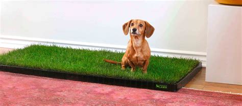 Dog Potty Grass | DoggieLawn | Eco-Friendly Indoor Grass For Dogs | Dog potty, Indoor dog potty ...