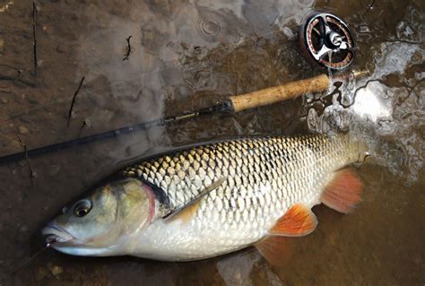 Chub On The Fly | Tackle & Tactics | CzechNymph.com