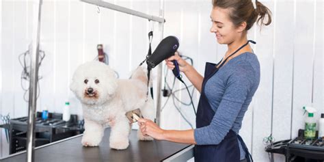 PetSmart Grooming Prices (2023 Updated) – Discovering Employment Paths and Travel Experiences