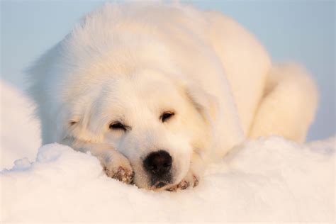 Dogs That Look Like Polar Bears | The Smart Dog Guide