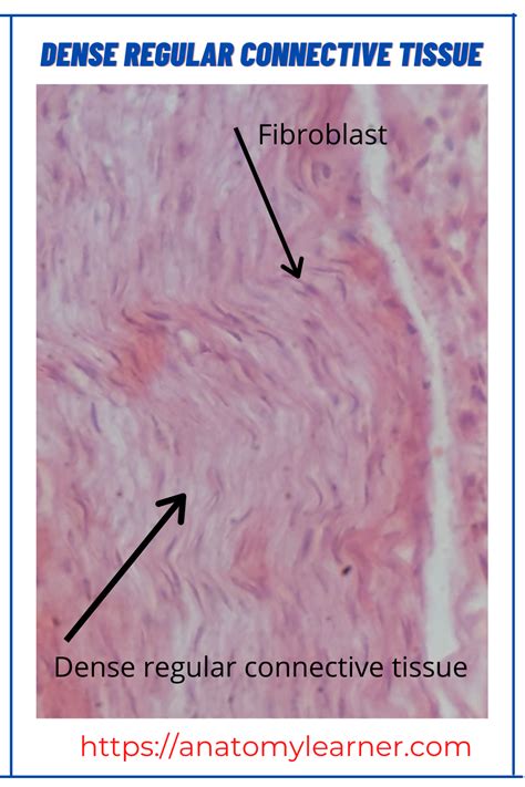 Dense regular connective tissue histology slide picture Histology Slides, Gross Anatomy ...