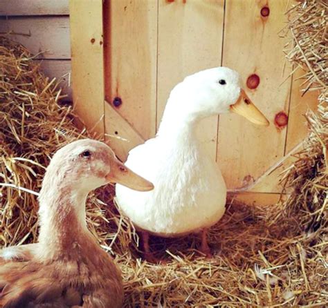 Raising Ducks for Eggs in 2020 | Raising ducks, Backyard ducks, Duck