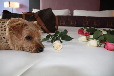 12 Pet-Friendly Hotels With Luxury Accommodations - Vacation Packages ...