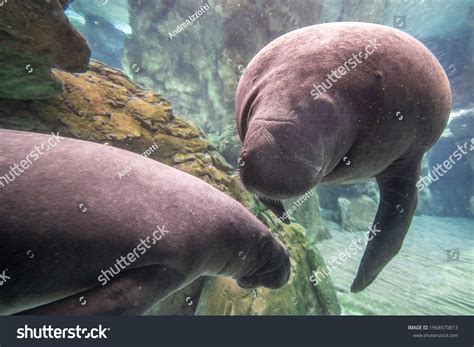 Baby Newborn Manatee Close Portrait Underwater Stock Photo 1968970813 ...