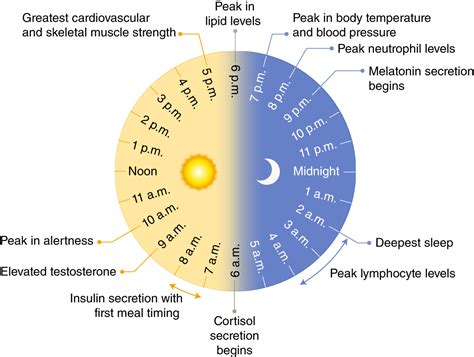 Circadian Rhythm Organ Chart