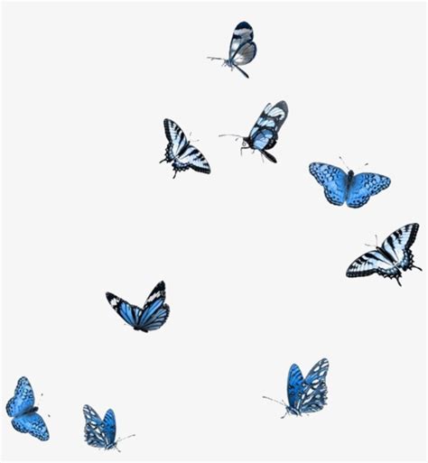 Blue White Black Butterflies Butterfly Polyvore Moodboard - Butterfly Overlay Png - Free ...