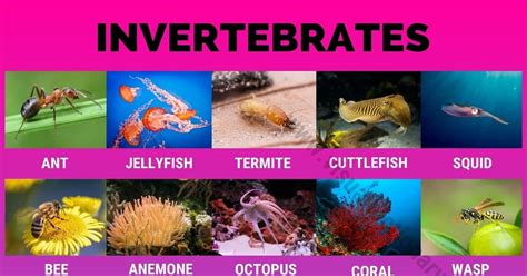 Examples Of Invertebrates