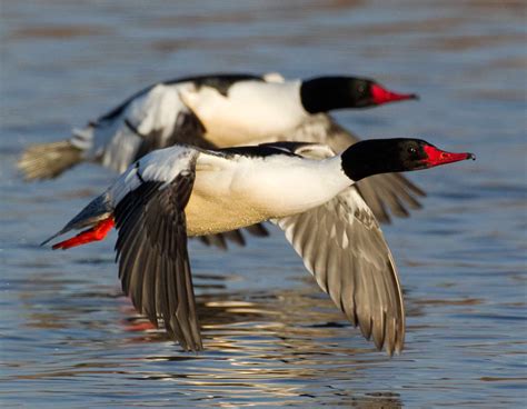 Mergansers Bust a Move | Missouri Department of Conservation