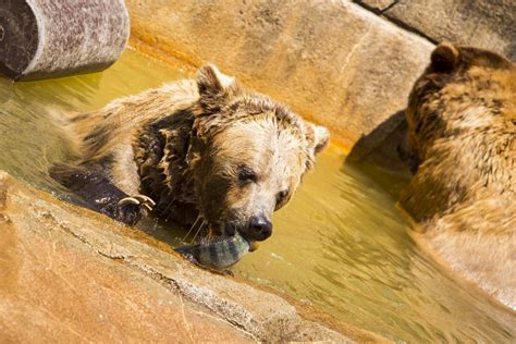 UW-Milwaukee provides a tasty treat for fish-eating zoo animals: live prey | All In Wisconsin