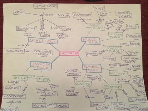 Samples Of Concept Maps Concept Map Human Body System - vrogue.co