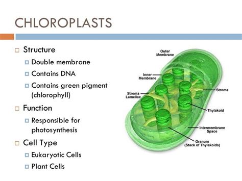 structure function relationship of chloroplast cell | Structure and ...