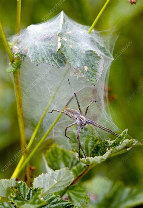 Female wolf spider guarding eggs - Stock Image - C008/4793 - Science Photo Library