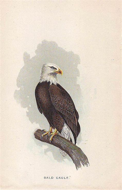 Bald Eagle Print ORIGINAL print from 1897 Report of the State ...