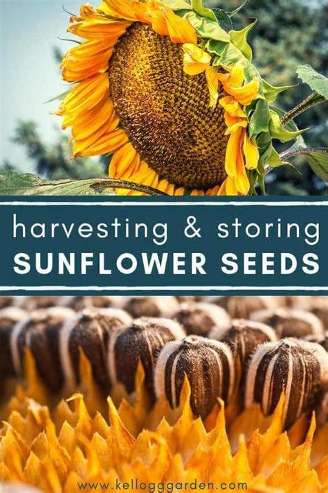 Harvesting and Storing Sunflower Seeds: A Step-by-Step Guide