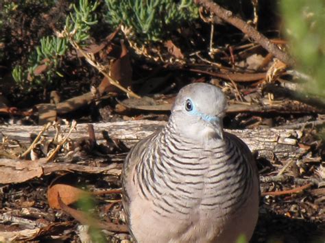 Peaceful Dove Archives - Trevor's Birding - Trevor's Birding