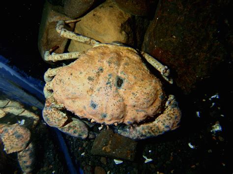 AQUATICHYK: GIANT TASMANIAN CRAB / Pseudocarcinus gigas