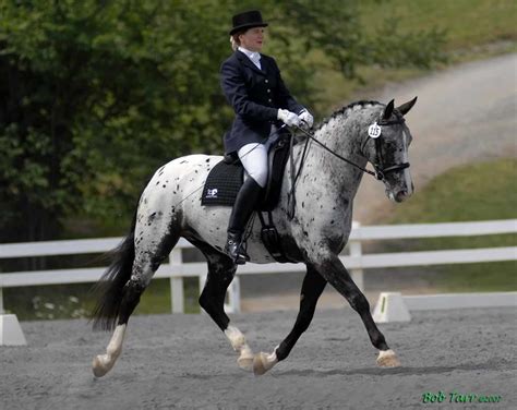 Beautiful Knabstrupper horse doing Dressage | #horse #horses #equine # ...