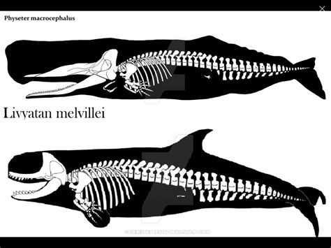 Leviathan Melvillei Size