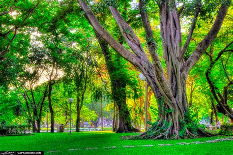 Banyan Tree in Lumpini Park Bangkok Thailand | HDR Photography by Captain Kimo