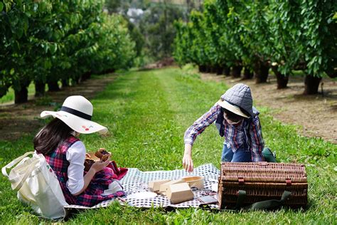 Cherryhill Orchards Cherry Picking Melbourne | TOT: HOT OR NOT