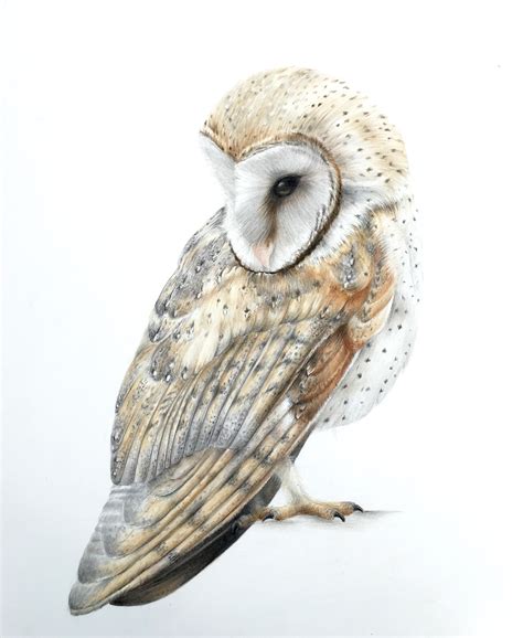 Realistic Drawing Of An Owl