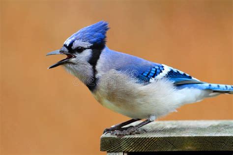 Jay azul llamada imagen de archivo. Imagen de animal - 18821435