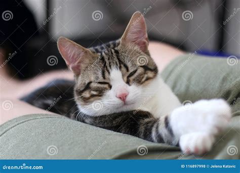 Sleepy Kitten stock photo. Image of white, kitty, inside - 116897998