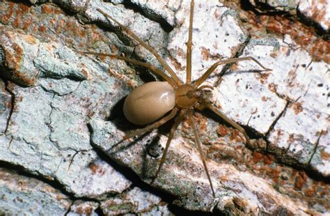 Common Spiders — Texas Insect Identification Tools