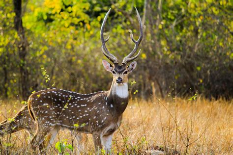 Betla National Park, Netarhat, Jharkhand Tourism 2021 | Images, How to ...