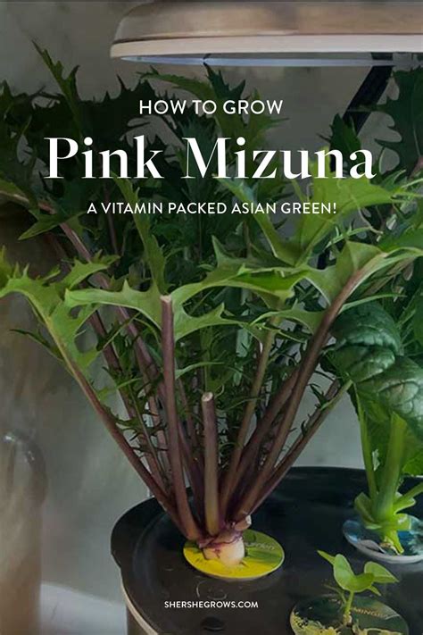 How to Grow Mizuna