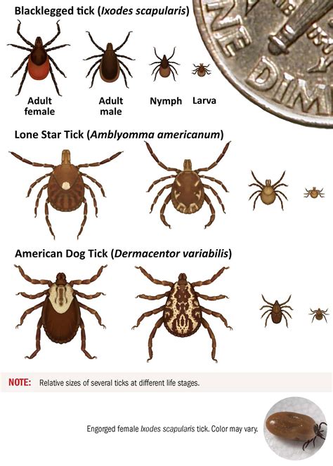 Researchers Enlist Community Help in Studying Increase of Ticks in Western Maryland