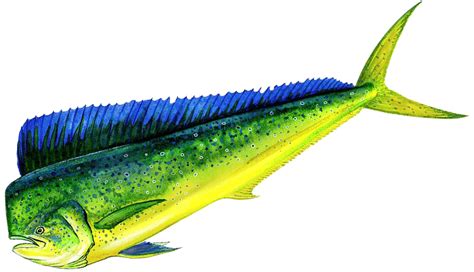 Dolphin (Mahi Mahi) - Whipsaw Sportfishing | Fishing Charters in Hawaii