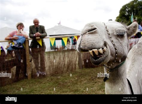 A dromedary camel showing teeth while being watched by visitors to a country fair Stock Photo ...