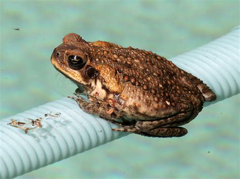 Queensland Establishes Kill Zone For Invasive Cane Toad In NSW - Reptiles Magazine