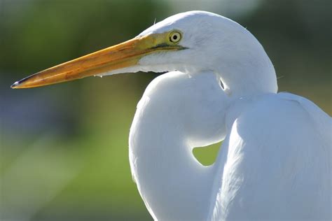 White Crane Spiritual Meaning and Symbolism (13 Omens)