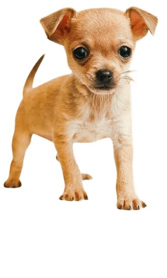 Teacup Chihuahua Training, Temperament, & More