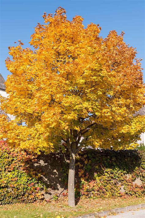 How to Grow and Care for Norway Maple Trees | Gardener’s Path