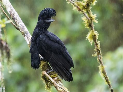 Umbrella Bird