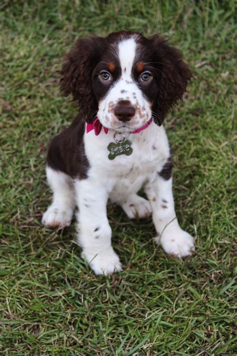 Brittany Spaniel Golden Springer Spaniel Puppies