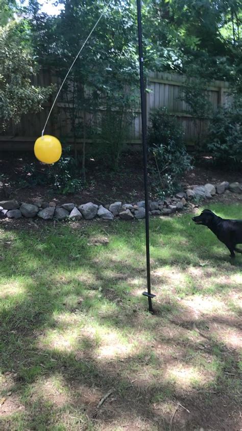 A dog in his tetherball | Dog playground, Backyard dog area, Dog ...