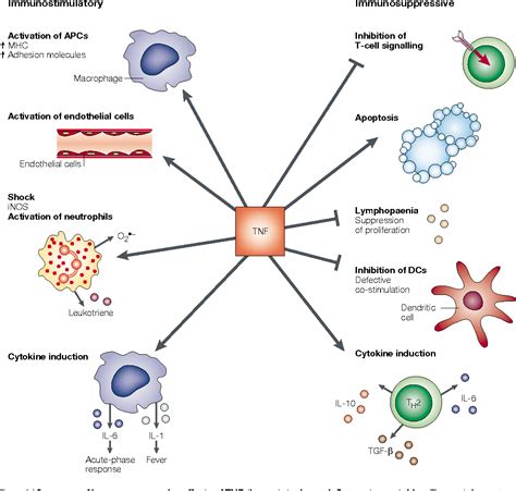 Figure 3 from Cytokines and autoimmunity | Semantic Scholar