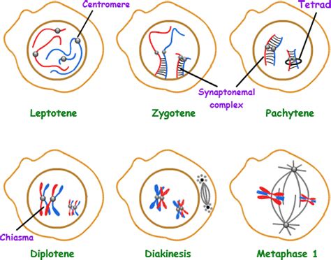 Explain the stages of prophase I of meiosis.