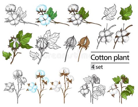 Cotton Plant Vector Stock Illustrations – 9,226 Cotton Plant Vector Stock Illustrations, Vectors ...