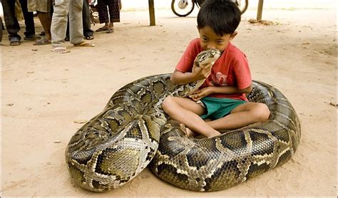 Burmese Python | Pet snake, Snake, Pets