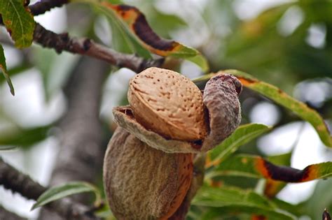 Almond nut on a tree free image download