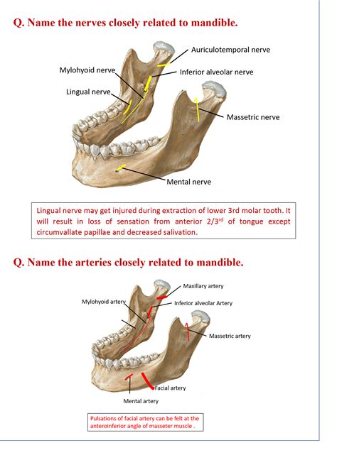 Mandible - Anatomy QA